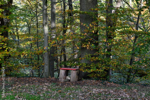 Bench in Autumn in the Forest Eckernworth in the Town Walsrode, Lower Saxony photo