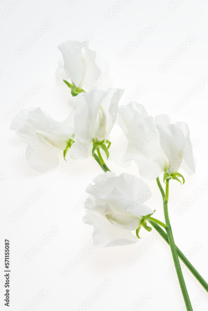 Fototapeta premium 白背景の白いスイートピー