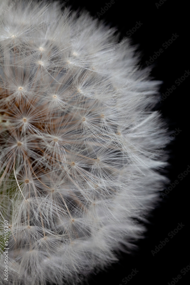 Obraz premium 黒背景のタンポポの綿毛