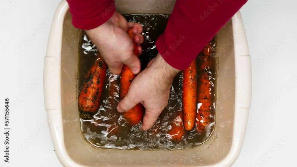 Carrots Getting Washed Man washing carrots. Preparing a carrot vegetable for cooking in the ...