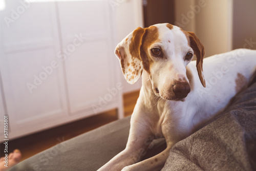 Dog in the humans bed in the morning - cute little istrian shorthaired hound waking up his human photo