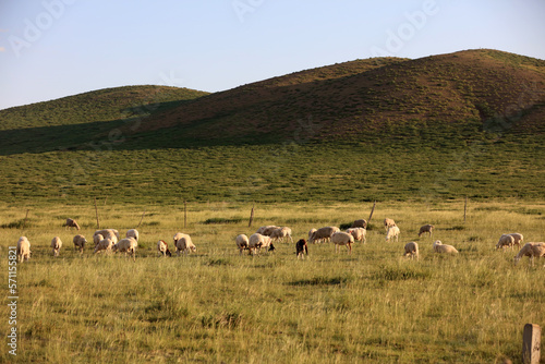  A flock of sheep are eating grass on the grassland © zhengzaishanchu