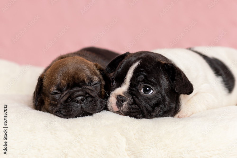 Two cute puppies of french bulldog lying down together on fur blanket. Pet portrait