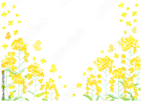 水彩風アブラナ背景ヨコ