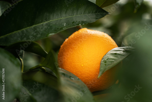 Fresh orange fruit on tree at orchard photo