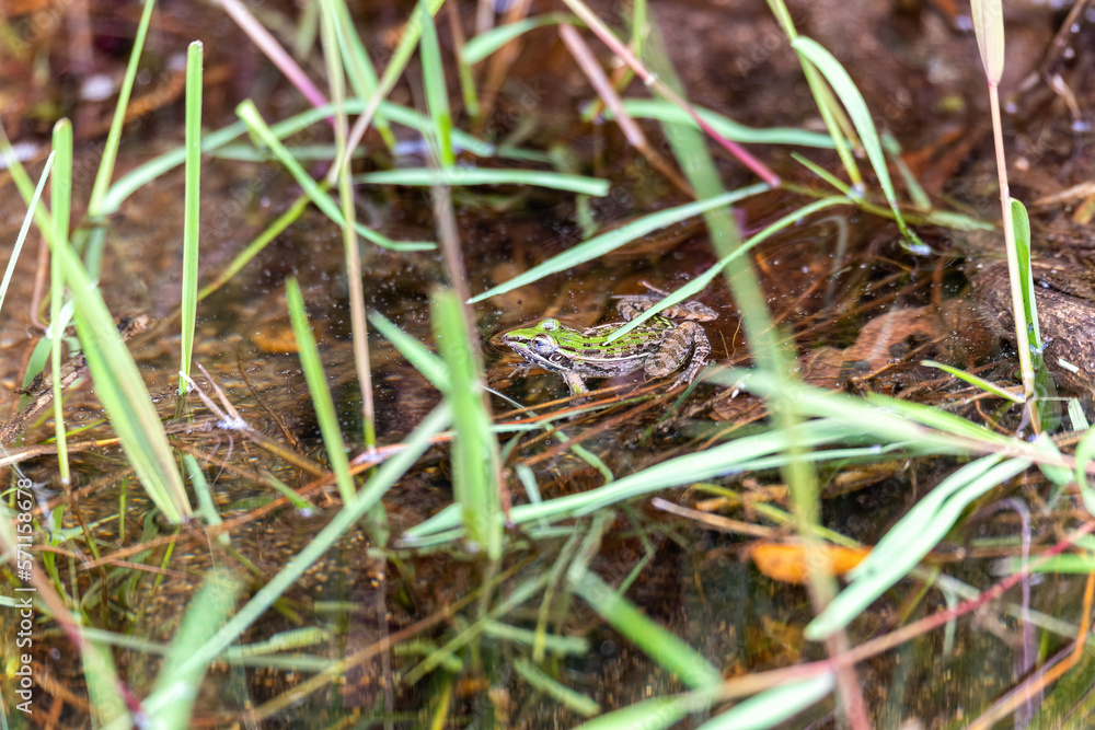 Mascarene grass frog (Ptychadena mascareniensis), or Mascarene ridged frog, endemic species of frog in the family Ptychadenidae. Ambalavao, Andringitra National Park, Madagascar wildlife animal