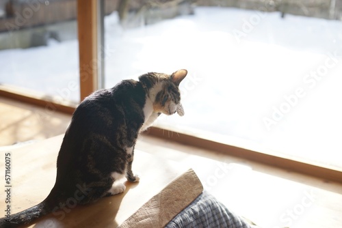 雪の降り積もった庭を背景に顔を洗うキジ猫
