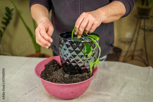 a woman transplants a flower. Home gardening, greenery concept. A gardener transplants a houseplant into a pot.