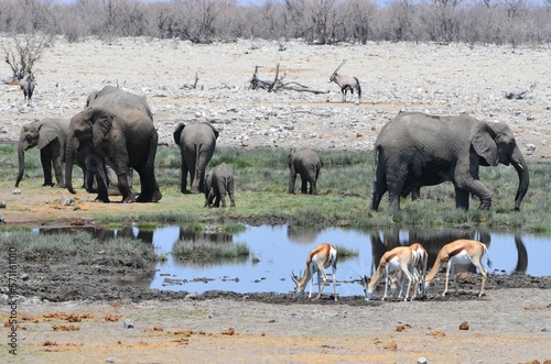 Elephants, springboks and a gemsbok at a waterhole