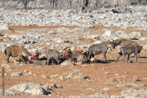 Hungry spotted hyenas are eating an elephant, Etosha NP