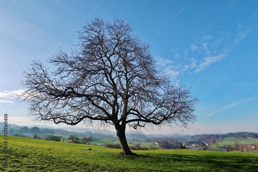 Kahler Baum in vorfrühlingshafter Landschaft Kahler Baum in vorfrühlingshafter Landschaft