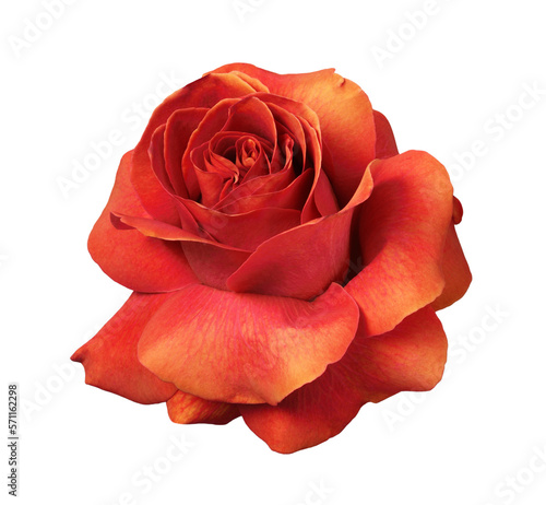 Red rose flower with everted petals isolated on white or transparent background photo