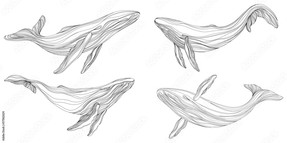 Abstract whales floating underwater. Illustration isolated animal on white background. Ocean mammal swimming set.