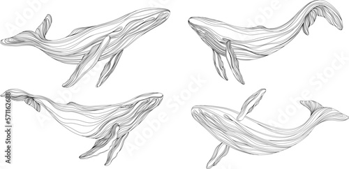 Abstract whales floating underwater. Illustration isolated animal on white background. Ocean mammal swimming set.