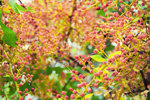 Blossom green and pink pistachio tree with many branches and seeds. Wild spring nature backgrounds