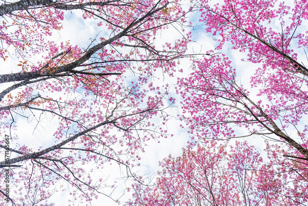 Beautiful Wild Himalayan Cherry Blooming pink Prunus cerasoides flowers at Phu Lom Lo Loei and Phitsanulok of Thailand Beautiful Wild Himalayan Cherry Blooming pink Prunus cerasoides flowers at Phu Lom Lo Loei and Phitsanulok of Thailand
