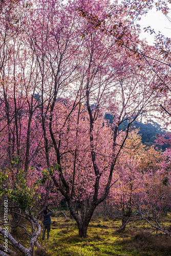 landscape of Beautiful Wild Himalayan Cherry Blooming pink Prunus cerasoides flowers at Phu Lom Lo Loei and Phitsanulok of Thailand