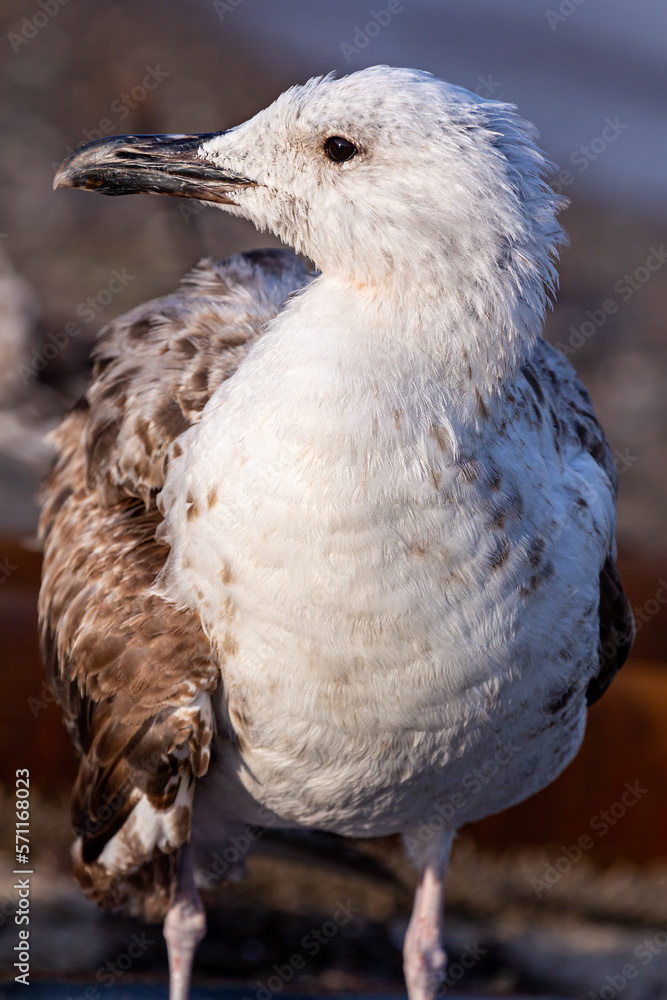 Portrait of a seagull in profile from the Baltic Sea. Close-up Portrait of a seagull in profile from the Baltic Sea. Close-up