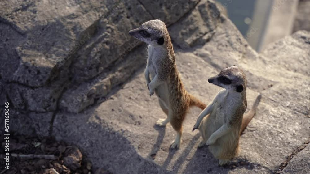 Meerkat. A family of meerkats lives in a rock. Meerkat. A family of meerkats lives in a rock.