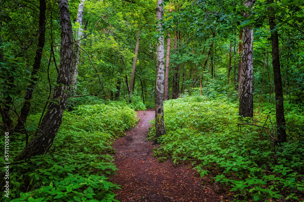 Footpath In Mixed Deciduous Forest Footpath In Mixed Deciduous Forest