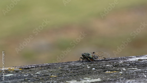 Cicadas have membranous wings © Anne