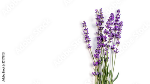 Lavender flowers. Bunch of blooming lavender on a white background