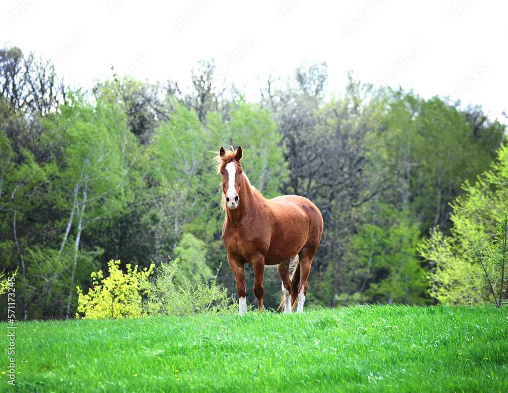 Fototapeta premium Brown horse with white blaze standing in a meadow.