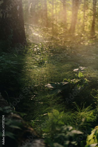 The sun s rays pass through the branches in the fog