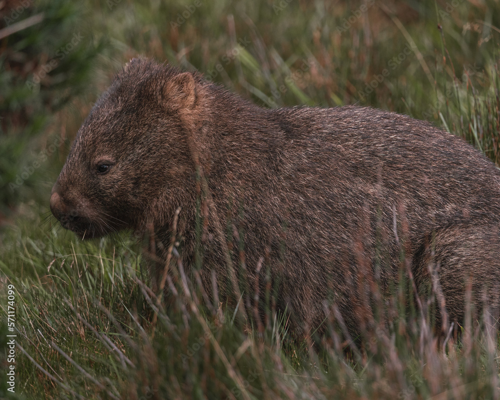 Australian Wombat in the nature Australian Wombat in the nature