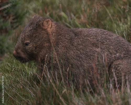 Australian Wombat in the nature