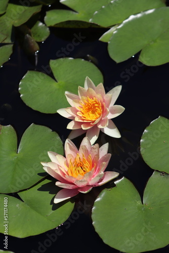 Longwood Gardens pink water lilies