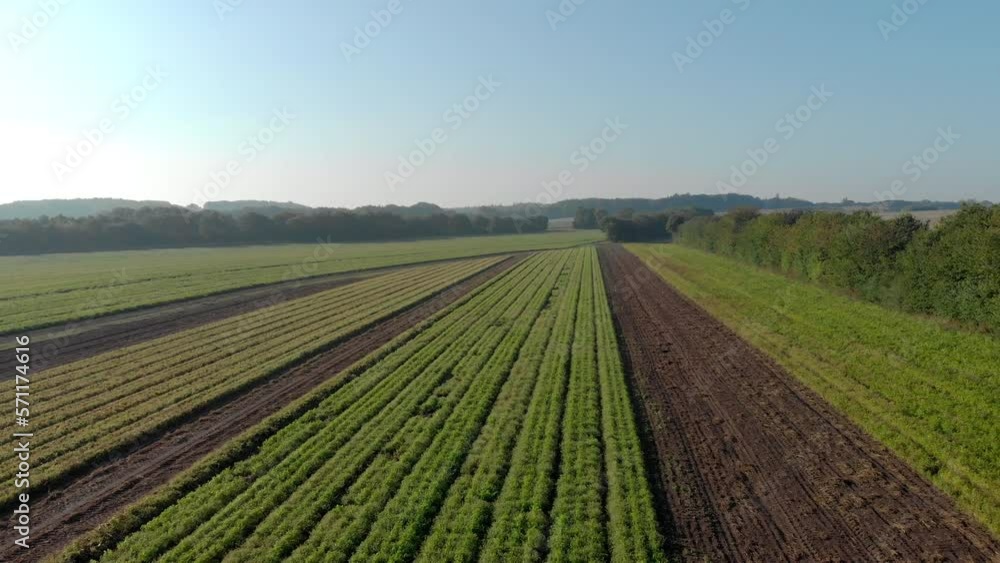 Arial: Danish corn field seen from above. Arial: Danish corn field seen from above.