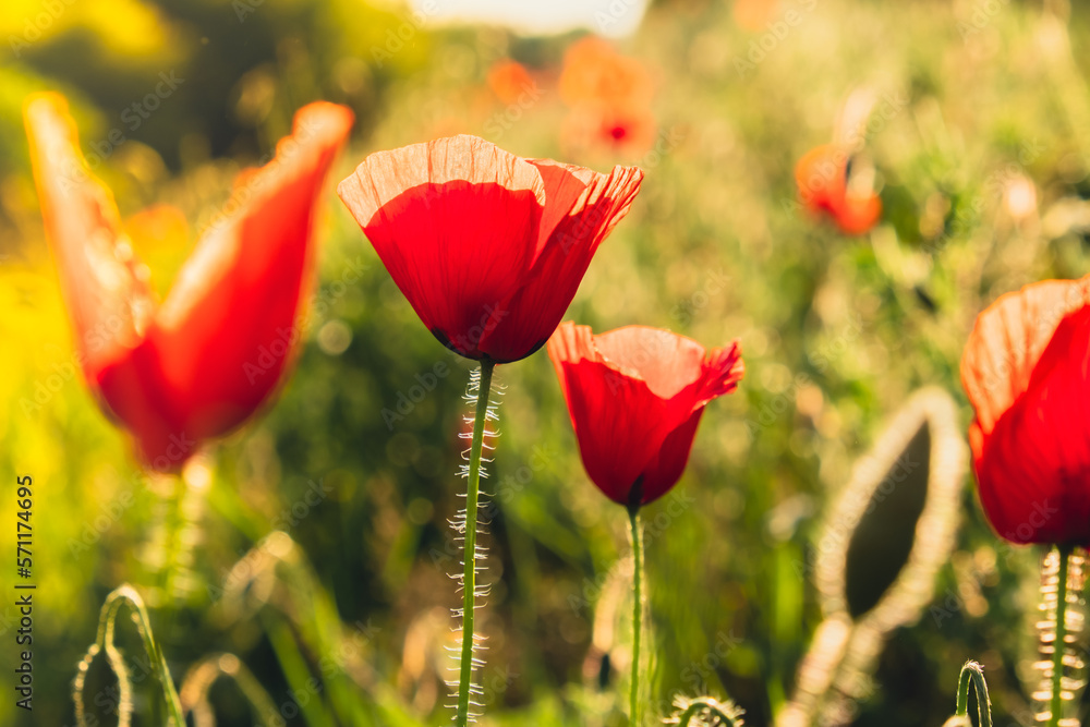 Obraz premium Red poppy flowers in a wild field. Vivid Poppies meadow in spring. Beautiful summer day. Beautiful red poppy flowers on green fleecy stems grow in the field. Scarlet poppy flowers in the sunset light