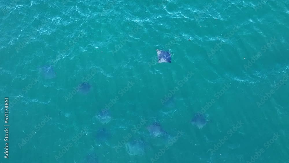 School Of Mobula Rays Swimming Under The Surface In The Sea Of Cortez, Baja California Sur. Birds Eye View Aerial School Of Mobula Rays Swimming Under The Surface In The Sea Of Cortez, Baja California Sur. Birds Eye View Aerial
