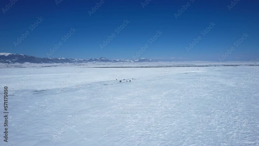 ice steppe in winter. All under the snow. High quality 4k footage ice steppe in winter. All under the snow. High quality 4k footage