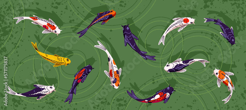 Japanese koi carps swimming in oriental pond. Japan fishes in water, above top view. Chinese eastern orient aqua fortune animals group with color patterns, goldfish. Panorama flat vector illustration