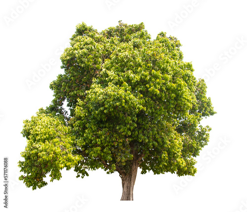 Green tree isolated on transparent background