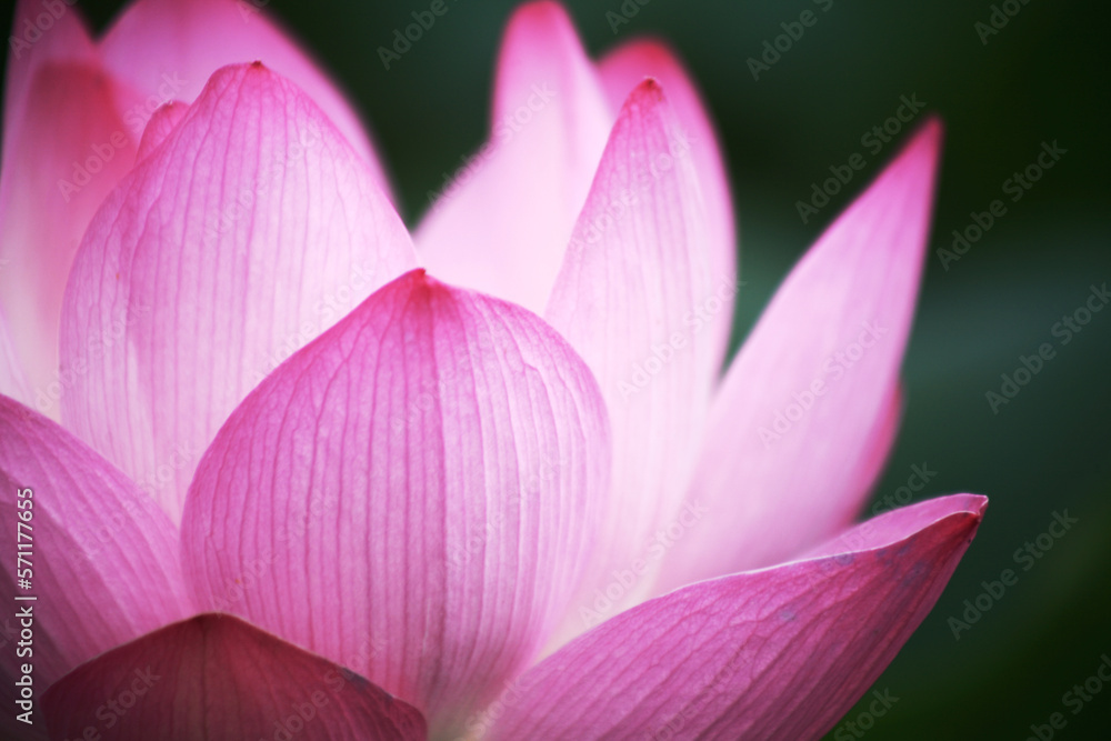 the petals of a lotus flower