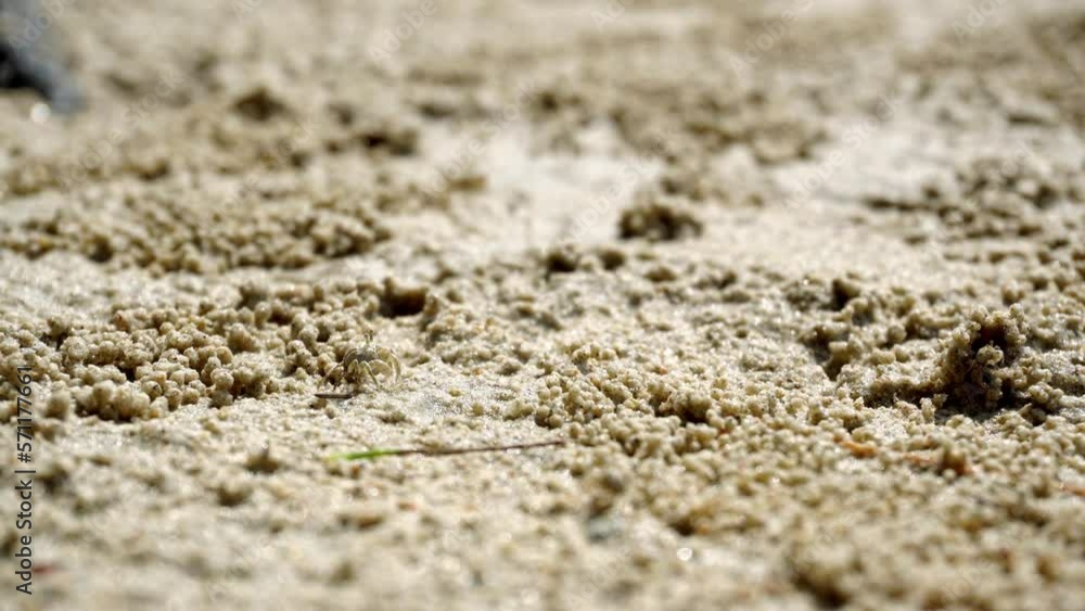 Ghost crab are eating plankton in the sand. They feed by filtering sand through their mouthparts, leaving behind balls of sand.
Ghost crab are eating plankton in the sand. They feed by filtering sand through their mouthparts, leaving behind balls of sand.