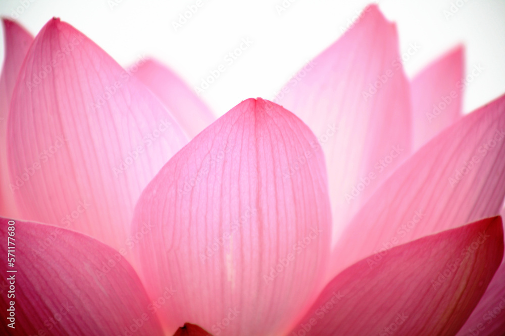 a bright lotus flower