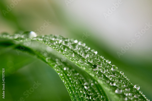 A closeup of water drops on green leaf after raindrops © fox17