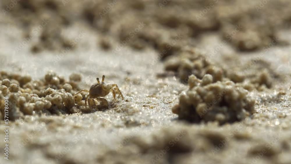 Ghost crab are eating plankton in the sand. They feed by filtering sand through their mouthparts, leaving behind balls of sand.
Ghost crab are eating plankton in the sand. They feed by filtering sand through their mouthparts, leaving behind balls of sand.