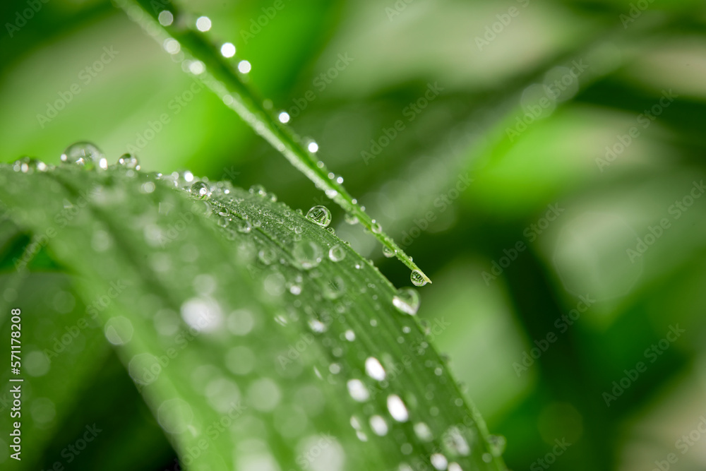 A closeup of water drops on green leaf after raindrops A closeup of water drops on green leaf after raindrops