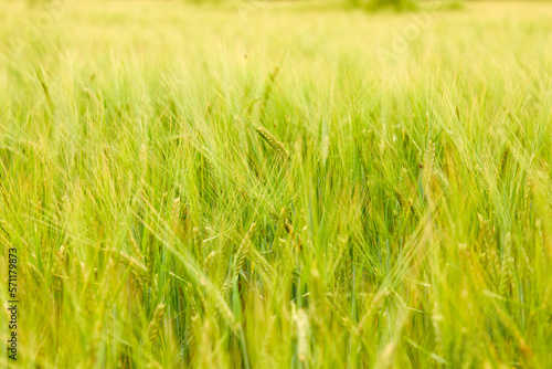 green wheat field on the farm field