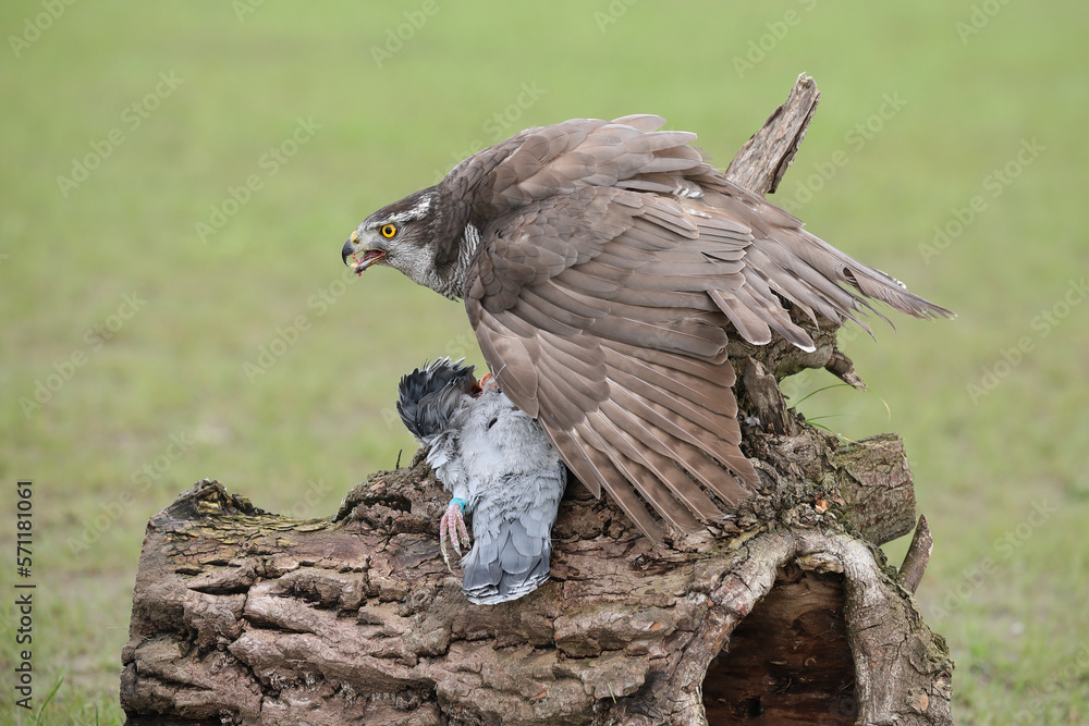 Obraz premium A portrait of a female Northern Goshawk on top of its prey 