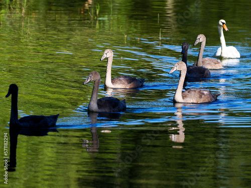 Rodzina Łabędzi niemych (Cygnus olor) w porannym letnim świetle na rzece #571182294