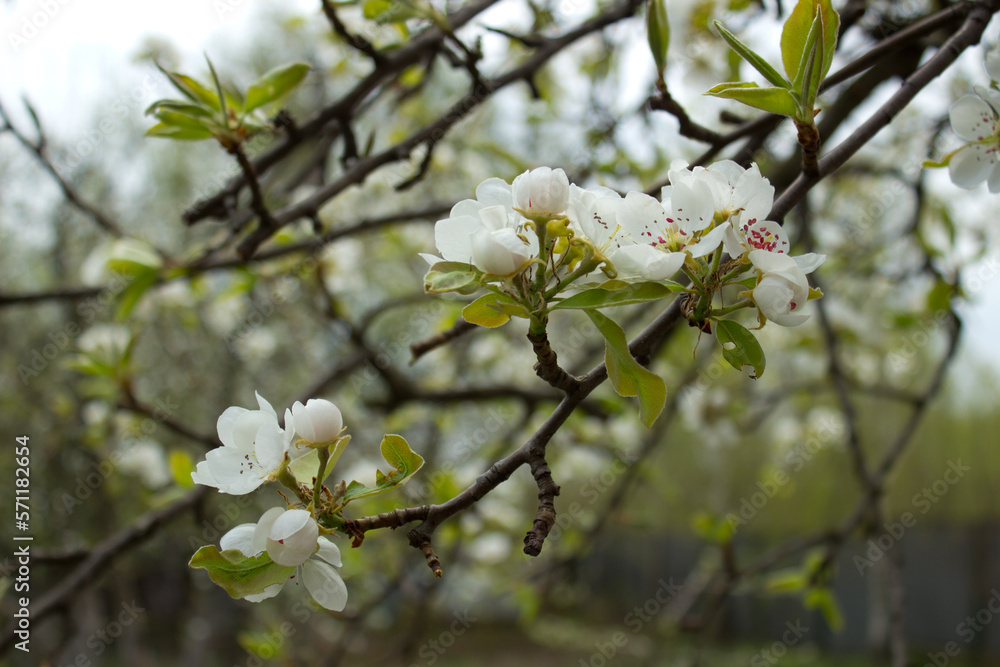 pear tree branch with white blooming flowers close up, floral postcard, spring sunny day image, european garden in the morning, photo for printing on calendar,cover,wallpaper, white delicate flowers.