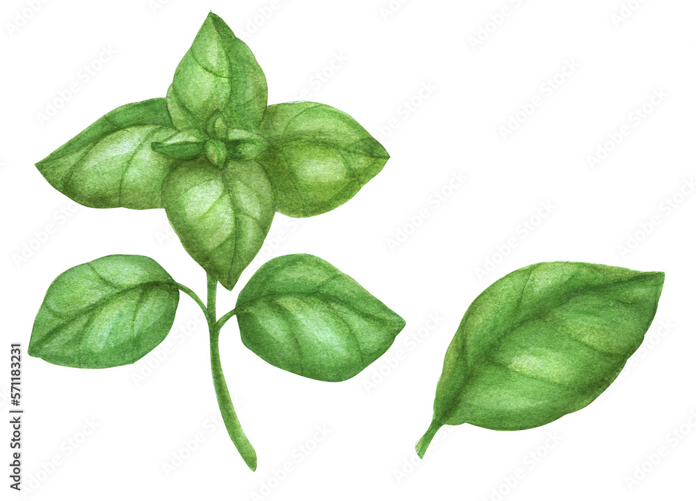 Fresh green basil leaf and branch Fresh green basil leaf and branch