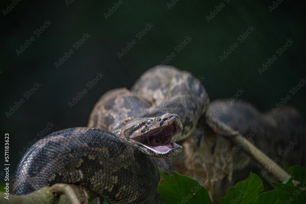 Indian python (Python molurus) coils itself in the branches of a tree ...
