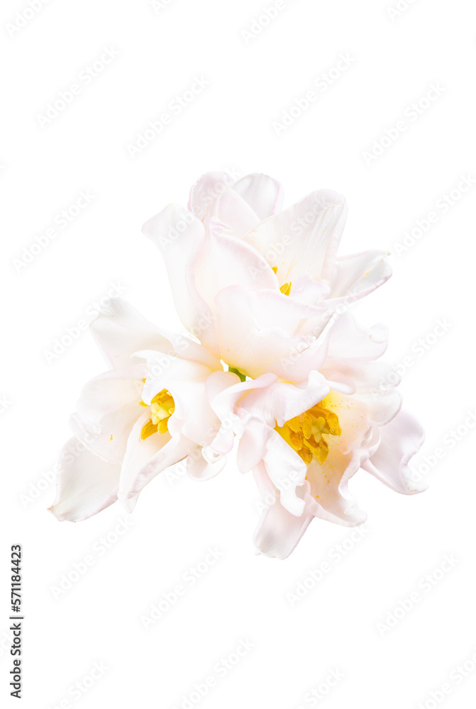 White tulip flower. Easter or Woman's day greeting card. Isolated on white background. Full Depth of field. Focus stacking. PNG White tulip flower. Easter or Woman's day greeting card. Isolated on white background. Full Depth of field. Focus stacking. PNG